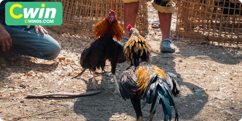 Chọn trận đấu phù hợp