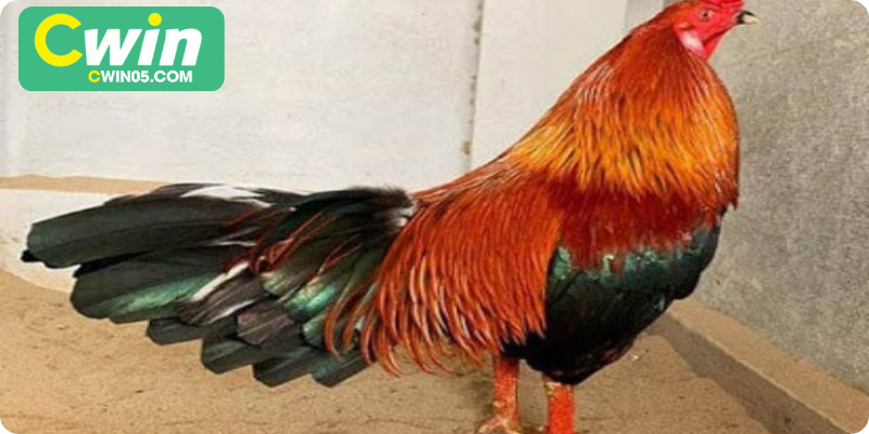 Gà Nòi Đá Hay – Hướng Dẫn Nhận Biết và Cá Cược Hiệu Quả